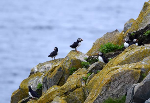 istock Puffins at Cape Bonavista 1179018001
