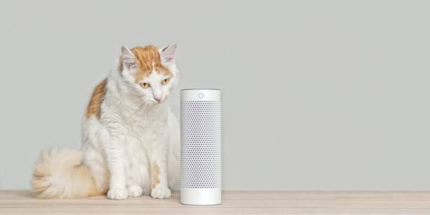 istock Cute tabby cat listening to a voice controlled smart speaker. Panoramic image with copy space. 1179019060