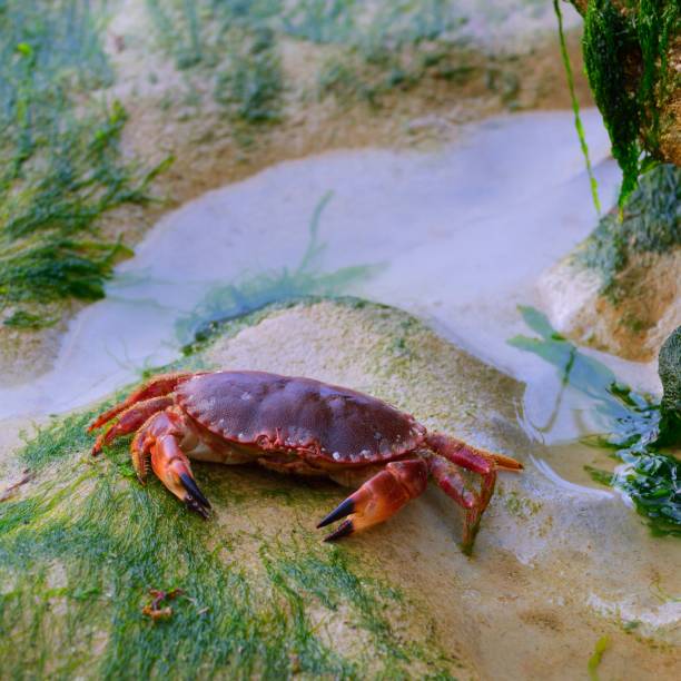 istock Edible crab (Cancer pagurus) on sand covered with algi during low tide 1179019180