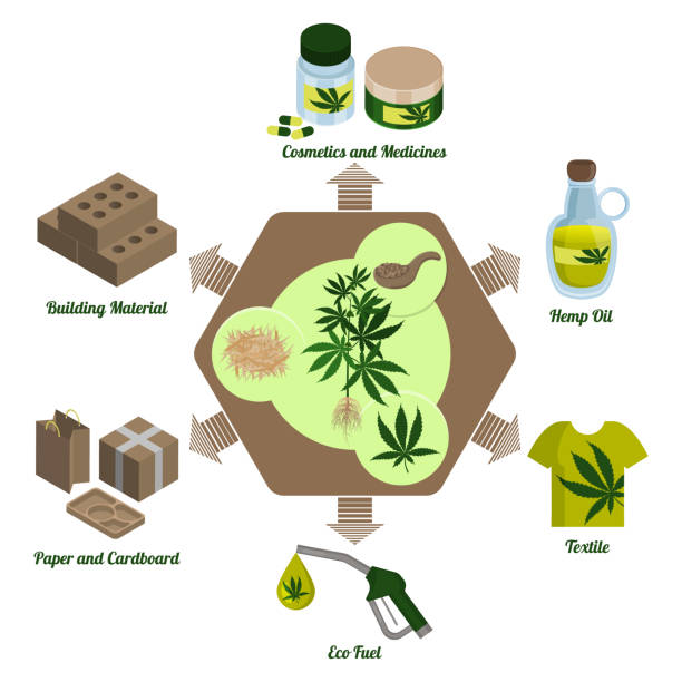 Hemp plant, cannabis leaf and hemp processing products. Processing. Infographics Hemp plant, cannabis leaf and hemp products. Processing and production. Infographics. Hemp cbd oil. Pharmaceutical, food, fuel and weaving industries. Production of paper, eco building materials. green building blocks stock illustrations