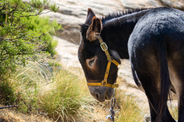 istock Portrait of a Donkey 1179020461