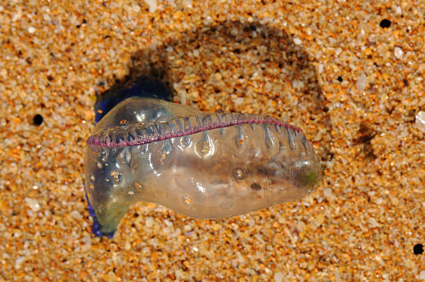 istock Portuguese Man o' War, Sydney 117902050