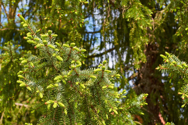 istock Branches of a fir tree 1179022341