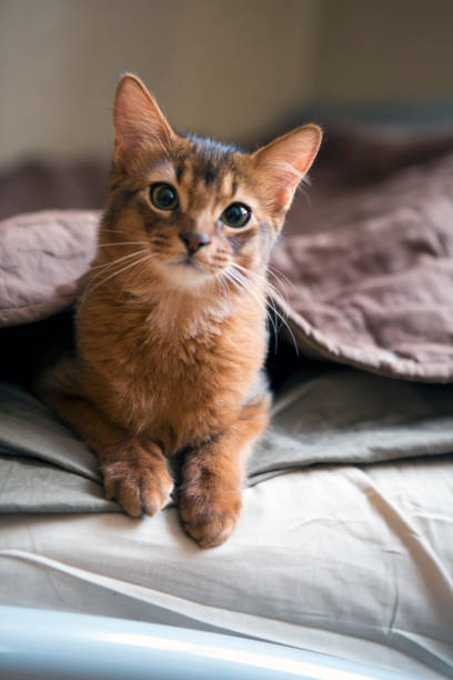 fluffy red cat with green eyes (Somali breed) ,small depth of sharpness stock photo