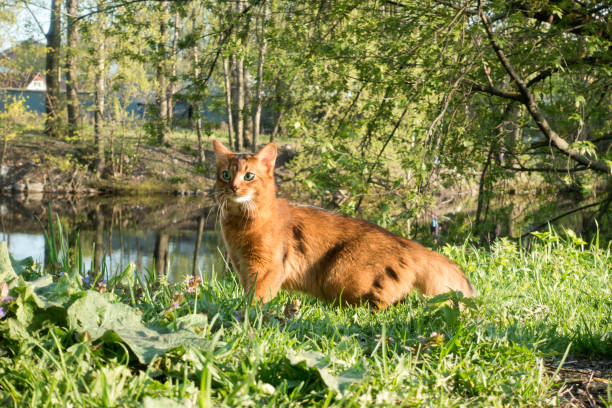 fluffy red cat with green eyes (Somali breed) walks on green grass on the river bank stock photo