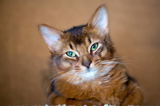 fluffy red cat with green eyes (Somali breed) ,small depth of sharpness fluffy red cat with green eyes (Somali breed) ,small depth of sharpness somalia stock pictures, royalty-free photos & images