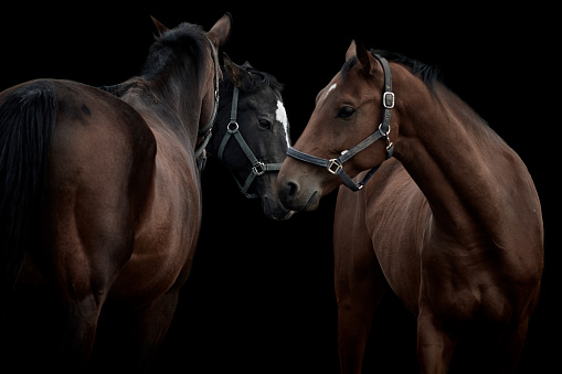 Neuthard, Germany, October 2019: Three brown and black horses together on black background
