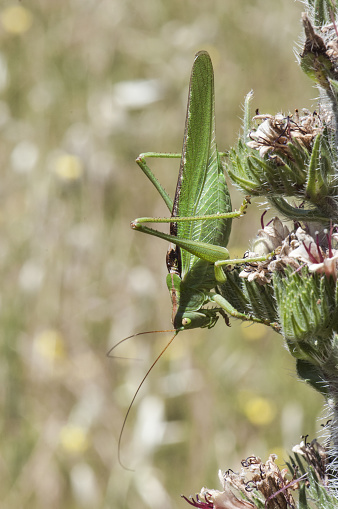 Tettigonia viridissima great green bush-cricket grasshopper or cricket bush of large size and mimetic green with the surroundings natural light