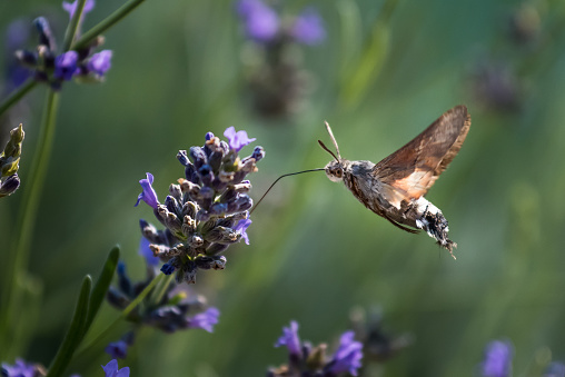 Hummingbird Hawk Moth Butterfly (Macroglossum stellatarum) Drinking Nectar From Flower During Hovering Flight