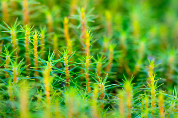 Green natural floral abstract background wallpaper web banner