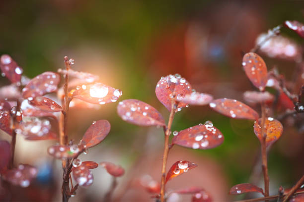 dew on purple leaf