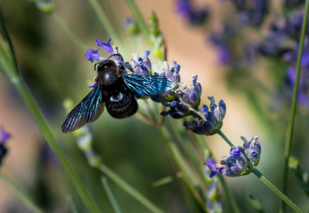 violet carpenter bee (xylocopa violacea) boire du nectar et de recueillir du pollen sur la fleur - abeille menuisière photos et images de collection