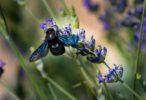 Violet Carpenter Bee (Xylocopa violacea) Drinking Nectar And Collecting Pollen On Flower