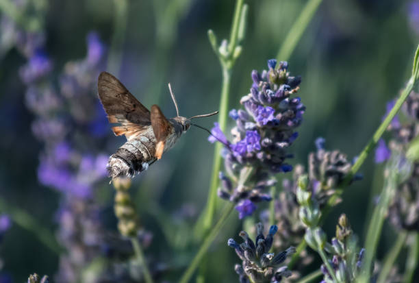 istock Hummingbird Hawk Moth Butterfly (Macroglossum stellatarum) Drinking Nectar From Flower During Hovering Flight 1179024644