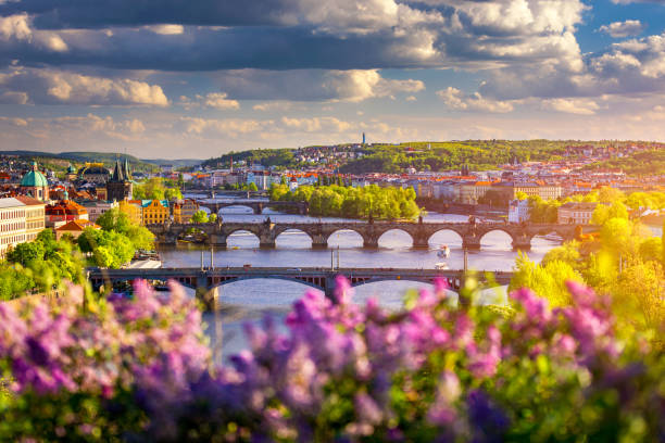 Amazing spring cityscape, Vltava river and old city center with colorful lilac blooming in Letna park, Prague, Czechia. Blooming bush of lilac against Vltava river and Charles bridge, Prague, Czechia. increíble paisaje urbano de primavera, el río moldava y el centro de la ciudad vieja con coloridos lilas que florecen en el parque letna, praga, chequia. arbusto floreciente de lila contra el río moldava y el puente de carlos, praga, chequia.