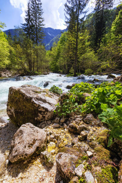istock Mountain wild river landscape. River valley in mountains. Wild mountain river panorama. Small waterfall in forest stream. Long exposure. Fast water stream in mountain river with coniferous forest 1179024843