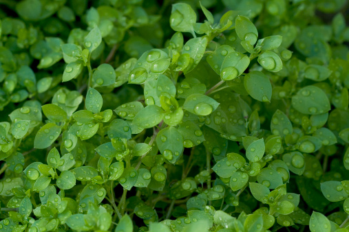 Chickweed with many water drops.