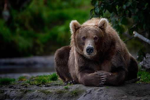 Khutzeymateen Grizzly Bear Sanctuary