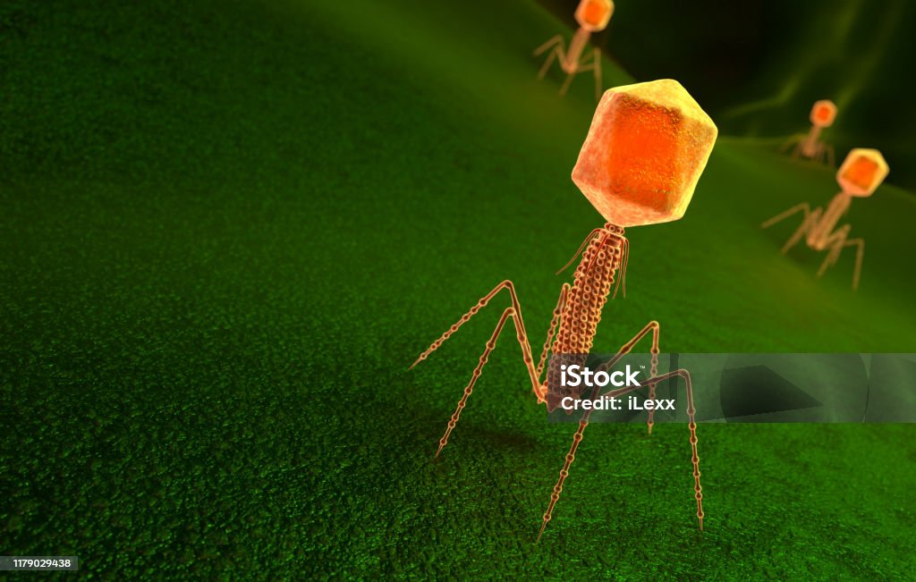 Bacteriophage virus particle on bacteria surface Bacteriophage virus particle on bacteria surface. 3D illustration Bacteriophage Stock Photo