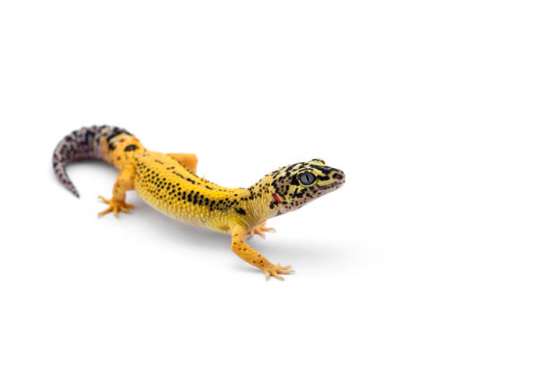 istock The common leopard gecko isolated on white background 1179029454