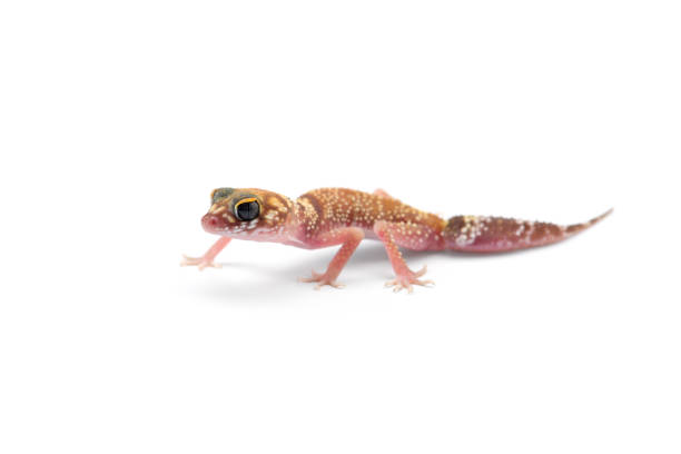 istock The common leopard gecko isolated on white background 1179029455