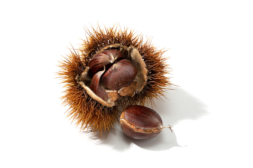 Open husk and chestnut inside isolated on white background. Castanea sativa