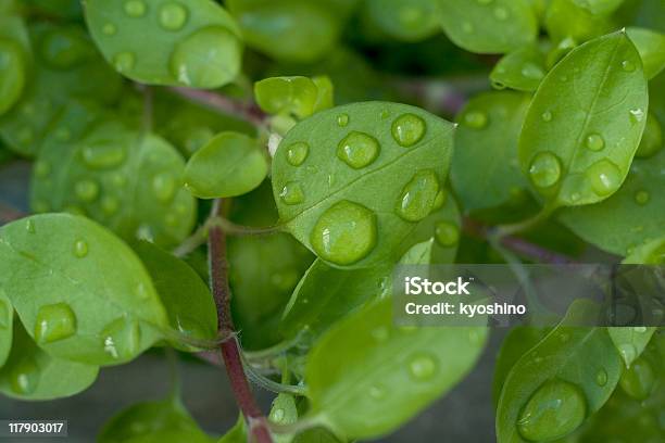 リーフ雨のドロップ - しずくのストックフォトや画像を多数ご用意 - しずく, アウトフォーカス, カラー画像