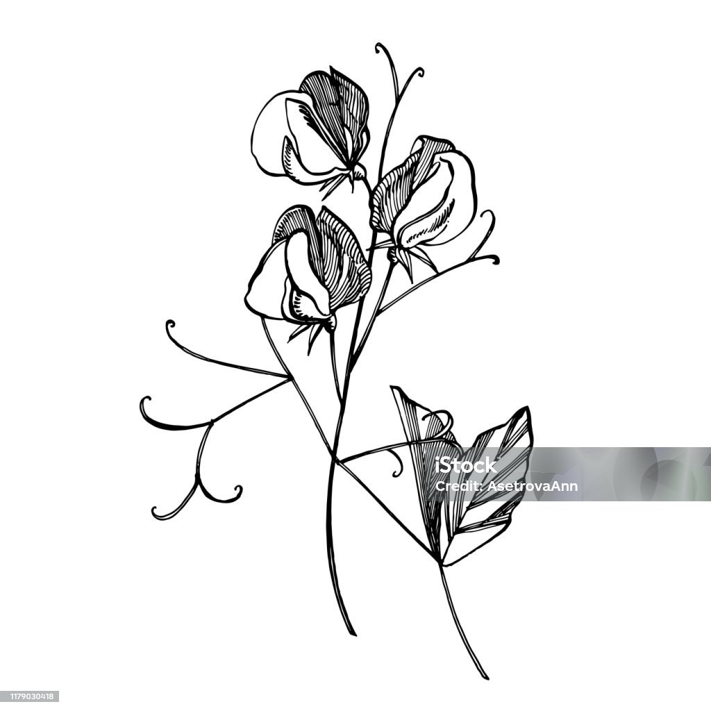 Ilustración de Dulces Flores De Guisante Dibujo Y Boceto Con Lineart Sobre Fondos Blancos Patrón Floral Con Flores De Guisantes Dulces Elegante La Plantilla Para Tela Papel Postal y más Vectores Libres Ilustración de Dulces Flores De Guisante Dibujo Y Boceto Con Lineart Sobre Fondos Blancos Patrón Floral Con Flores De Guisantes Dulces Elegante La Plantilla Para Tela Papel Postal y más Vectores Libres