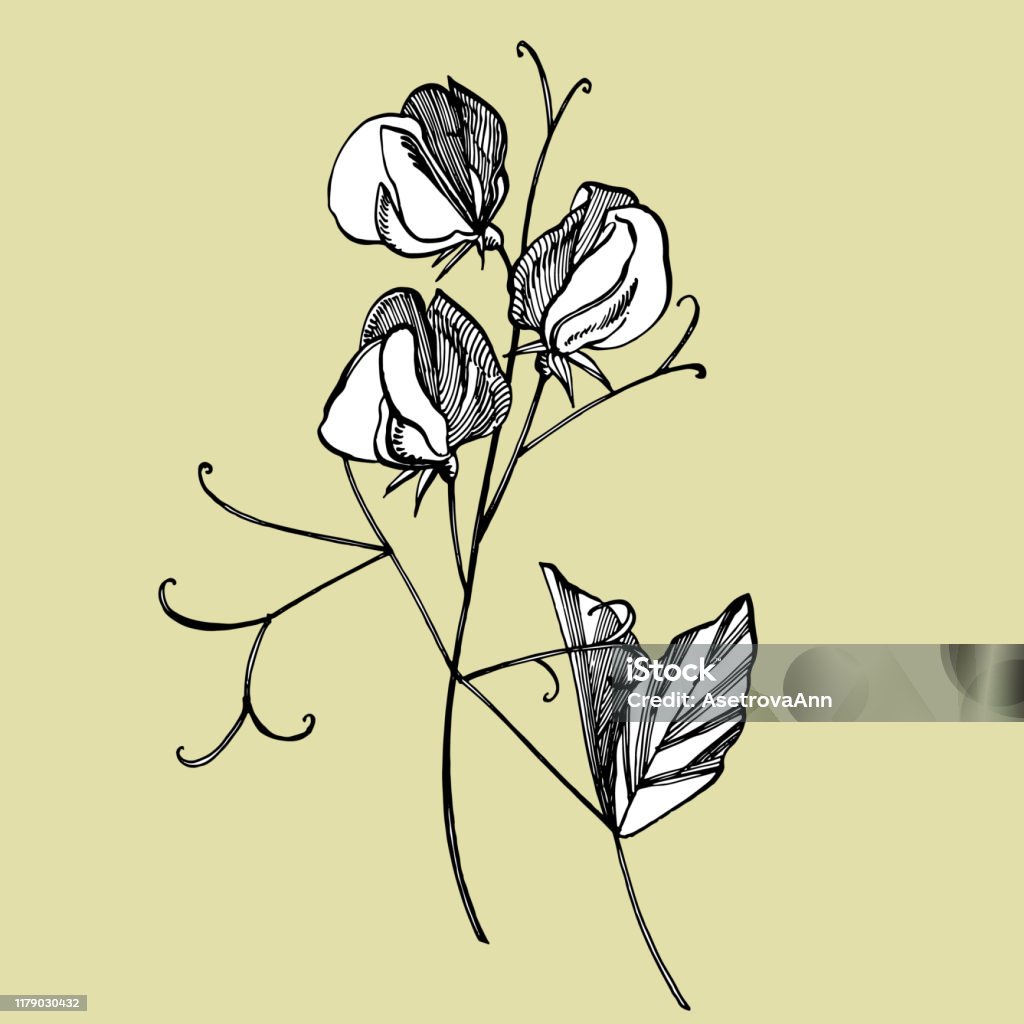 Ilustración de Dulces Flores De Guisante Dibujo Y Boceto Con Lineart Sobre  Fondos Blancos Patrón Floral Con Flores De Guisantes Dulces Elegante La  Plantilla Para Tela Papel Postal y más Vectores Libres