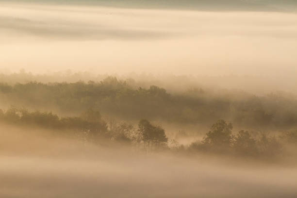 istock Mysterious scene -Trees emerging from Cloud filled Valley 1179030630