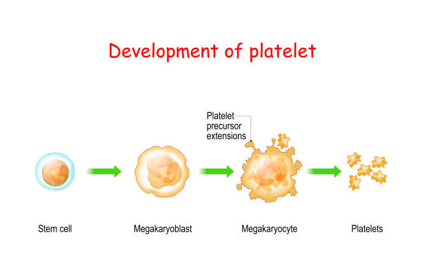 Platelets Ribbon 210+ Megakaryocyte Stock Photos, Pictures & Royalty-Free Images - iStock