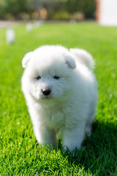 istock Samoyed puppy sitting on green grass 1179030967
