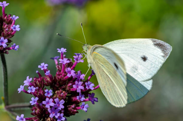 istock Lovely white butterfly and purple flowers 1179032057