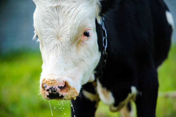 istock cow grazing on a meadow 1179034912
