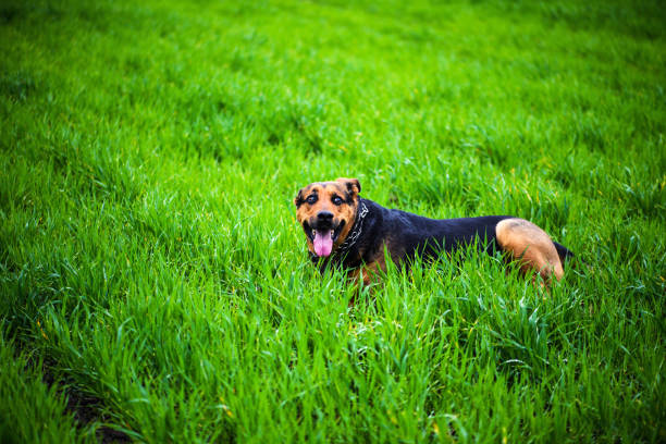 Happy dog on green grass