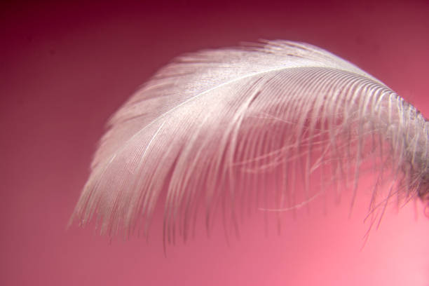 istock single feather falling down in the air. isolated on pastel pink. 1179036230
