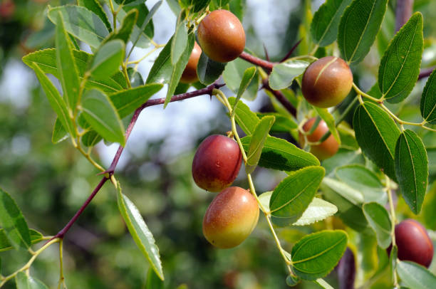 fruits de jujube sur un arbre sur un fond des lames vertes - orchard apple orchard apple apple tree photos et images de collection