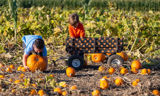 istock Children boys picking up pumpkins 1179038646