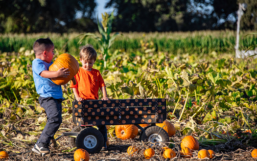 Children boys picking up pumpkins at a pumpkin patch