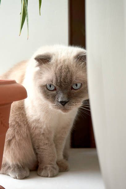 Scottish Fold Lilac-point kitten with blue eyes sitting and hiding on the window sill White background Closeup