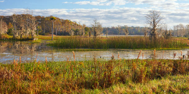 istock Wetland Scenery in Central Florida 1179042284