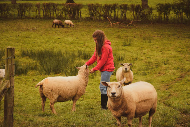 istock Young girl playing with her pet sheep. 1179042321