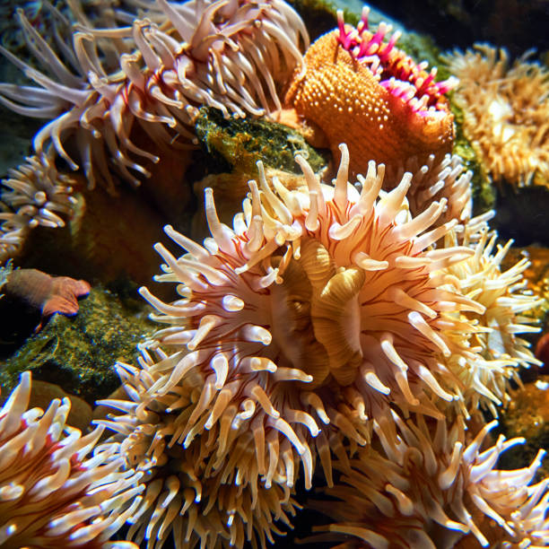 istock Marine life with striped sea anemone underwater. 1179043618