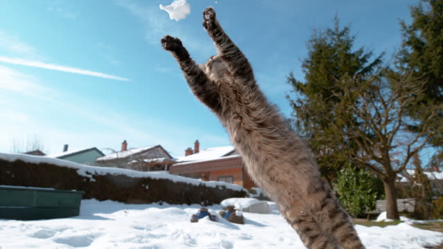 CLOSE UP, DOF: Furry cat jumps and catches a snowball with its front paws.