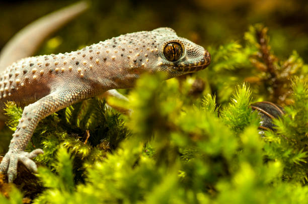 istock Hemidactylus Turcicus, Turkish house gecko, Mediterranean House Gecko 1179043776