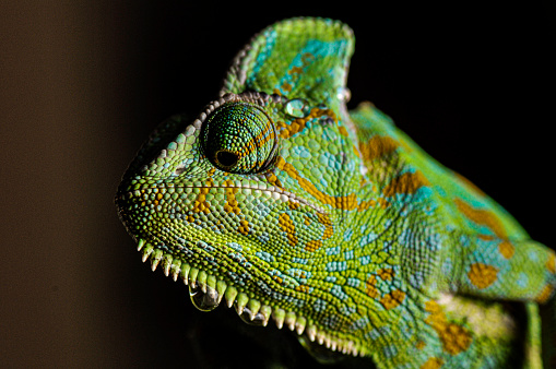 Veiled Chameleon close up portrait on black background