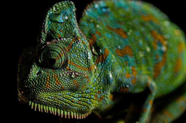 istock Veiled Chameleon close up portrait on black background 1179046592