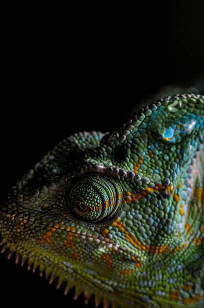 istock Veiled Chameleon close up portrait on black background 1179046594