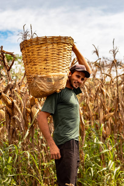 istock Worker carrying basket with harvested corn 1179047952
