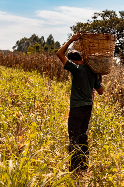 istock Worker carrying basket with harvested corn 1179047953